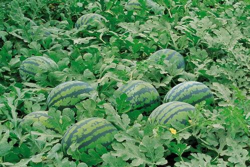 任丘吃瓜版本,一场民间舆论的狂欢盛宴