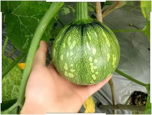 小倪吃瓜,揭秘娱乐圈那些不为人知的幕后故事