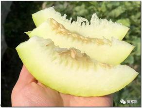 硕手瓜怎么吃,探索美味与营养的完美结合