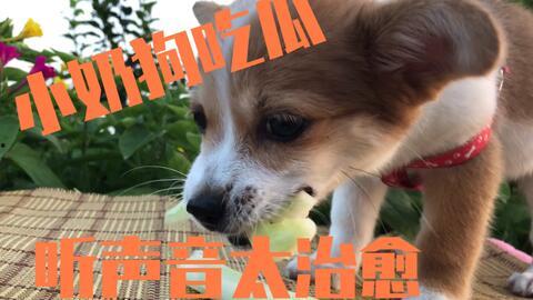 主人吃瓜狗吃瓜皮