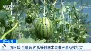 夏季早起吃瓜群众,早起吃瓜群众的夏日生活