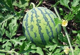 吃瓜解娱,揭秘娱乐圈幕后故事