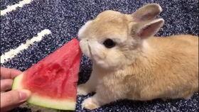 那兔兔子吃瓜,一场爆笑的田园喜剧