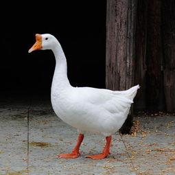 吃瓜鹅族热议,揭秘网络热点的背后故事