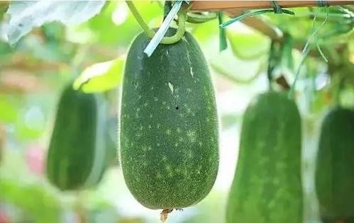 每天吃瓜的时间,揭秘娱乐圈的甜蜜与苦涩