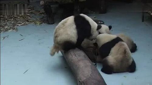 熊猫吃瓜打架视频大全,盘点萌宠熊猫趣味瞬间