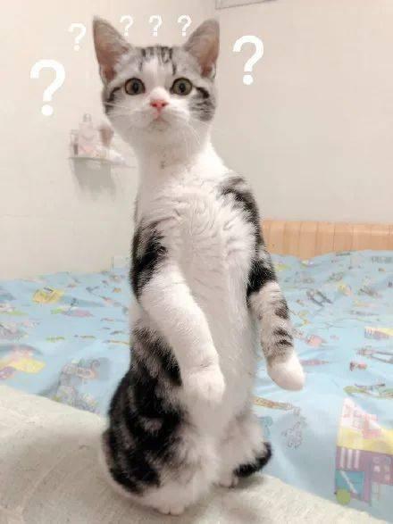 猫猫今天吃瓜了吗,吃瓜了吗？