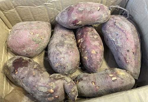 梦见吃瓜江红薯,瓜果飘香，红薯香浓的奇幻之旅