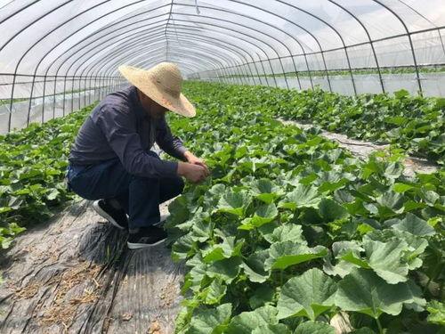 太康吃瓜群众集合,吃瓜群众集结，共赏夏日盛宴