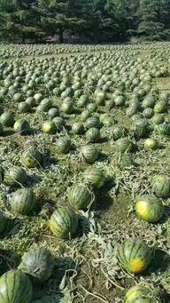 东北真实吃瓜事件,一场真实事件引发的社区热议