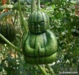 网友吃瓜搞笑,一场场“瓜田大战”，笑料百出！