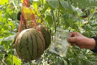 吃瓜记录贴,揭秘娱乐圈那些事儿