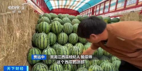 解放西凌晨吃瓜,揭秘夜幕下的“吃瓜”盛况