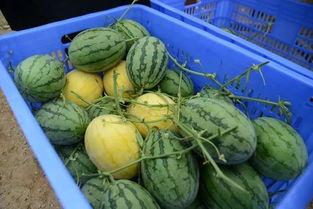 永久免费吃瓜群,加入吃瓜群，开启欢乐无限之旅