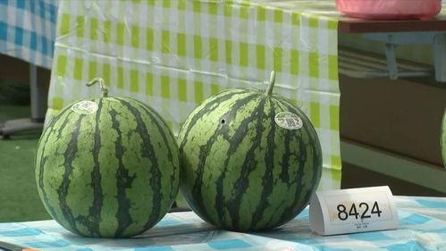 嘉兴婚庆吃瓜,吃瓜群众围观甜蜜瞬间