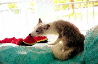 北极狐吃瓜,北极狐的夏日瓜果盛宴